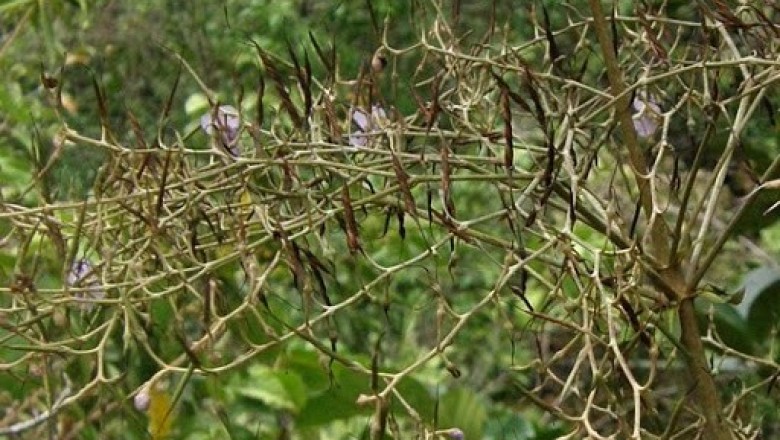Cây Bạc thau đá. Paraboea treubii (Forbes) Burtt - Cây Thuốc Nam Quanh Ta
